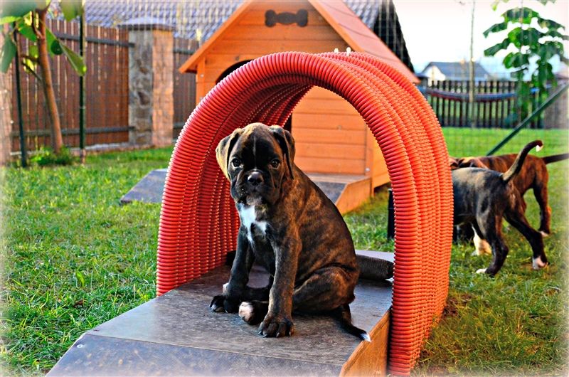 8 weeks